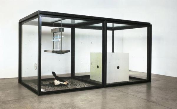 Damien Hurst, A Thou­sand Years 1990 Glass, steel, MDF, cows head, flies,maggots, insect-o-cutor, sug­ar and water, 213 x 427 x 213 cm, 84 x 168 x 84, The Saatchi Gallery